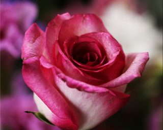 4-pink-rose-14798