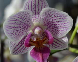 8-orchid-1059672_1920